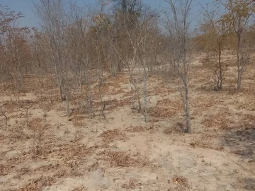 Farm & Agricultural Land