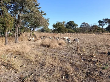 Land
