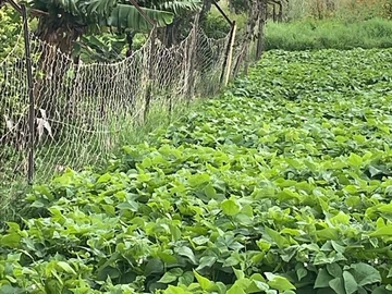 Farm & Agricultural Land