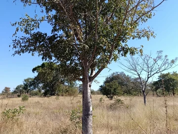 Land