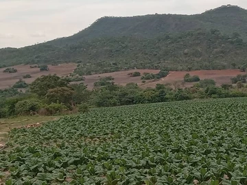 Farm & Agricultural Land