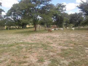 Farm & Agricultural Land