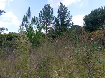 Farm & Agricultural Land